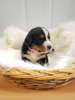 Gracie, a female Bernese Mountain Dog for sale in Goshen, IN – Photo 2 of 2