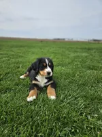 Gracie, a female Bernese Mountain Dog for sale in Goshen, IN – Photo 2 of 7
