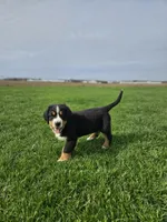 Gracie, a female Bernese Mountain Dog for sale in Goshen, IN – Photo 4 of 7