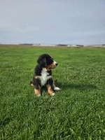 Gracie, a female Bernese Mountain Dog for sale in Goshen, IN – Photo 5 of 7