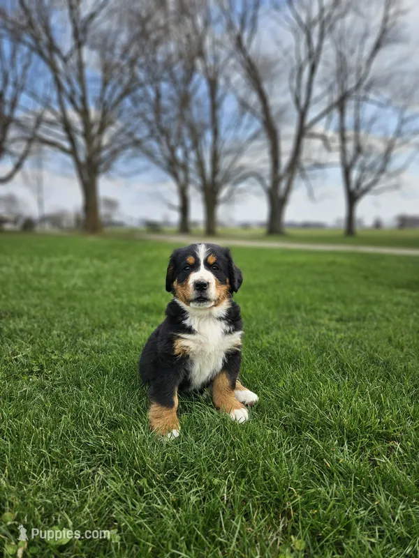 Gracie – Bernese Mountain Dog puppy for sale in Goshen, IN