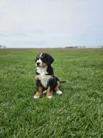 Gracie, a female Bernese Mountain Dog for sale in Goshen, IN – Photo 3 of 7