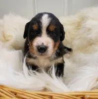 Gracie, a female Bernese Mountain Dog for sale in Goshen, IN – Photo 1 of 2
