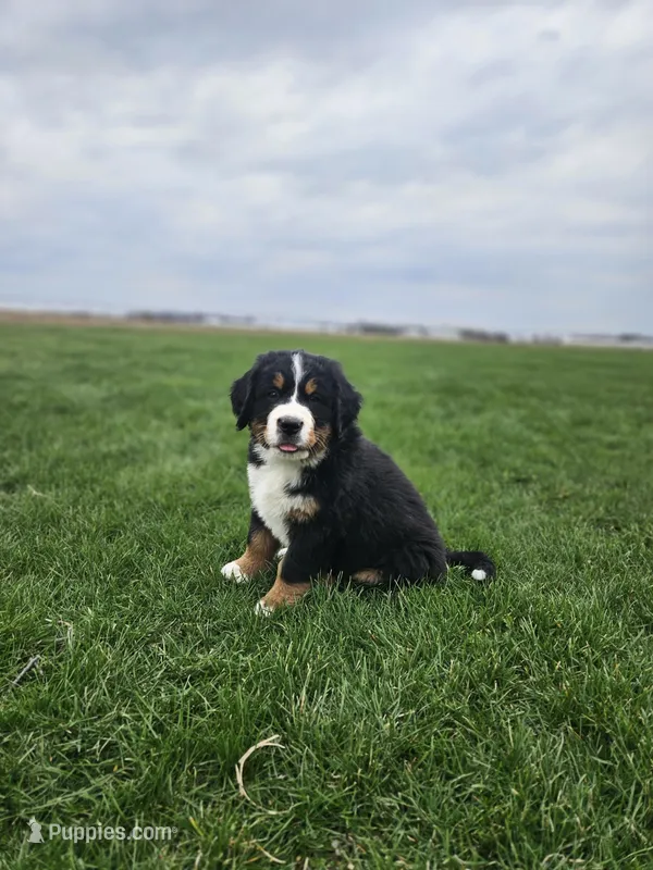 Emmit – Bernese Mountain Dog puppy on hold in Goshen, IN