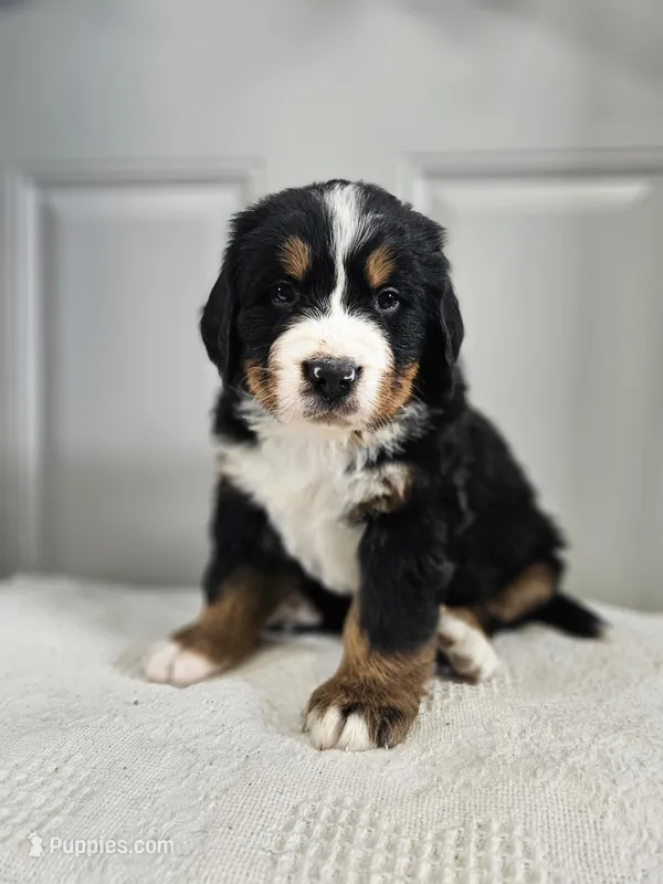 Emmit – Bernese Mountain Dog puppy for sale in Goshen, IN