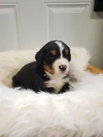 Emmit, a male Bernese Mountain Dog for sale in Goshen, IN – Photo 2 of 2