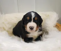 Emmit, a male Bernese Mountain Dog for sale in Goshen, IN – Photo 1 of 2