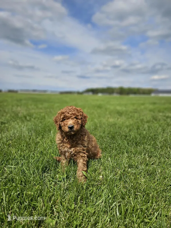 F1B Brady – Poodle - Miniature , Miniature Goldendoodle puppy for sale in Goshen, IN
