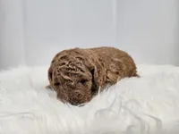 F1B Brady, a male Poodle - Miniature  and Miniature Goldendoodle for sale in Goshen, IN – Photo 2 of 6