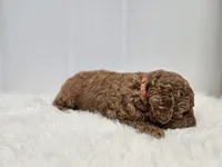 F1B Brady, a male Poodle - Miniature  and Miniature Goldendoodle for sale in Goshen, IN – Photo 3 of 6