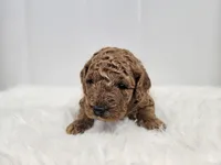F1B Brady, a male Poodle - Miniature  and Miniature Goldendoodle for sale in Goshen, IN – Photo 1 of 6