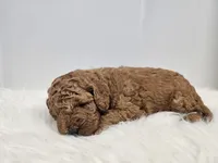 F1B Brady, a male Poodle - Miniature  and Miniature Goldendoodle for sale in Goshen, IN – Photo 4 of 6