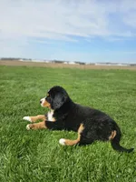 Benni, a male Bernese Mountain Dog for sale in Goshen, IN – Photo 4 of 7