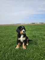 Benni, a male Bernese Mountain Dog for sale in Goshen, IN – Photo 3 of 7