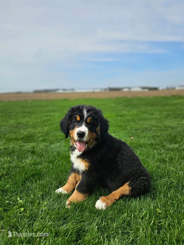 Benni – Bernese Mountain Dog puppy for sale in Goshen, IN