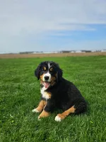 Benni, a male Bernese Mountain Dog for sale in Goshen, IN – Photo 1 of 7