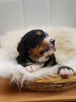 Benni, a male Bernese Mountain Dog for sale in Goshen, IN – Photo 2 of 2
