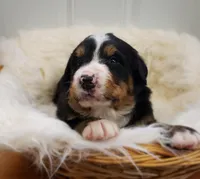 Benni, a male Bernese Mountain Dog for sale in Goshen, IN – Photo 1 of 2