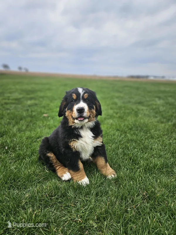 Benni – Bernese Mountain Dog puppy for sale in Goshen, IN