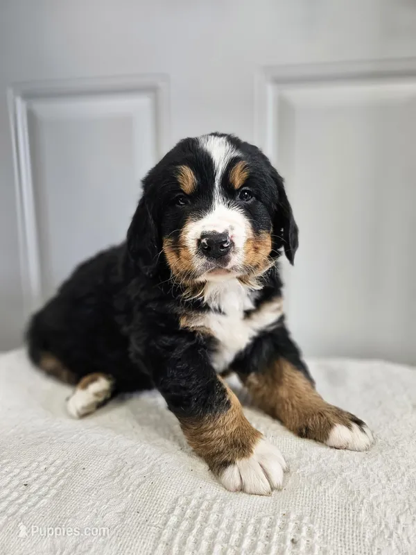 Benni – Bernese Mountain Dog puppy for sale in Goshen, IN