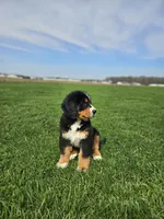 Benni, a male Bernese Mountain Dog for sale in Goshen, IN – Photo 5 of 7
