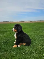 Benni, a male Bernese Mountain Dog for sale in Goshen, IN – Photo 2 of 7