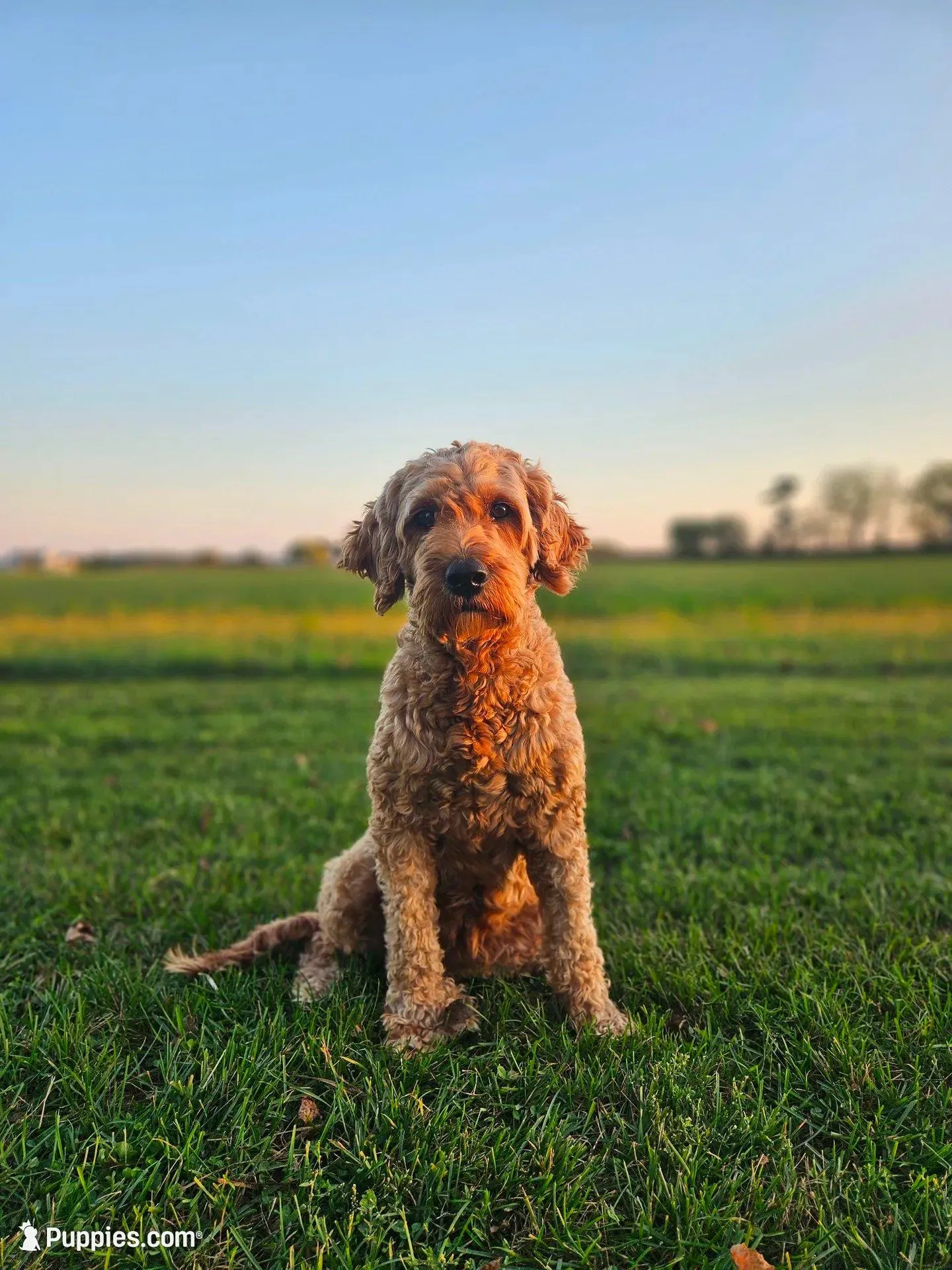 F1B Lucy, a female Poodle - Miniature  and Miniature Goldendoodle for sale in Goshen, IN – Photo 8 of 9