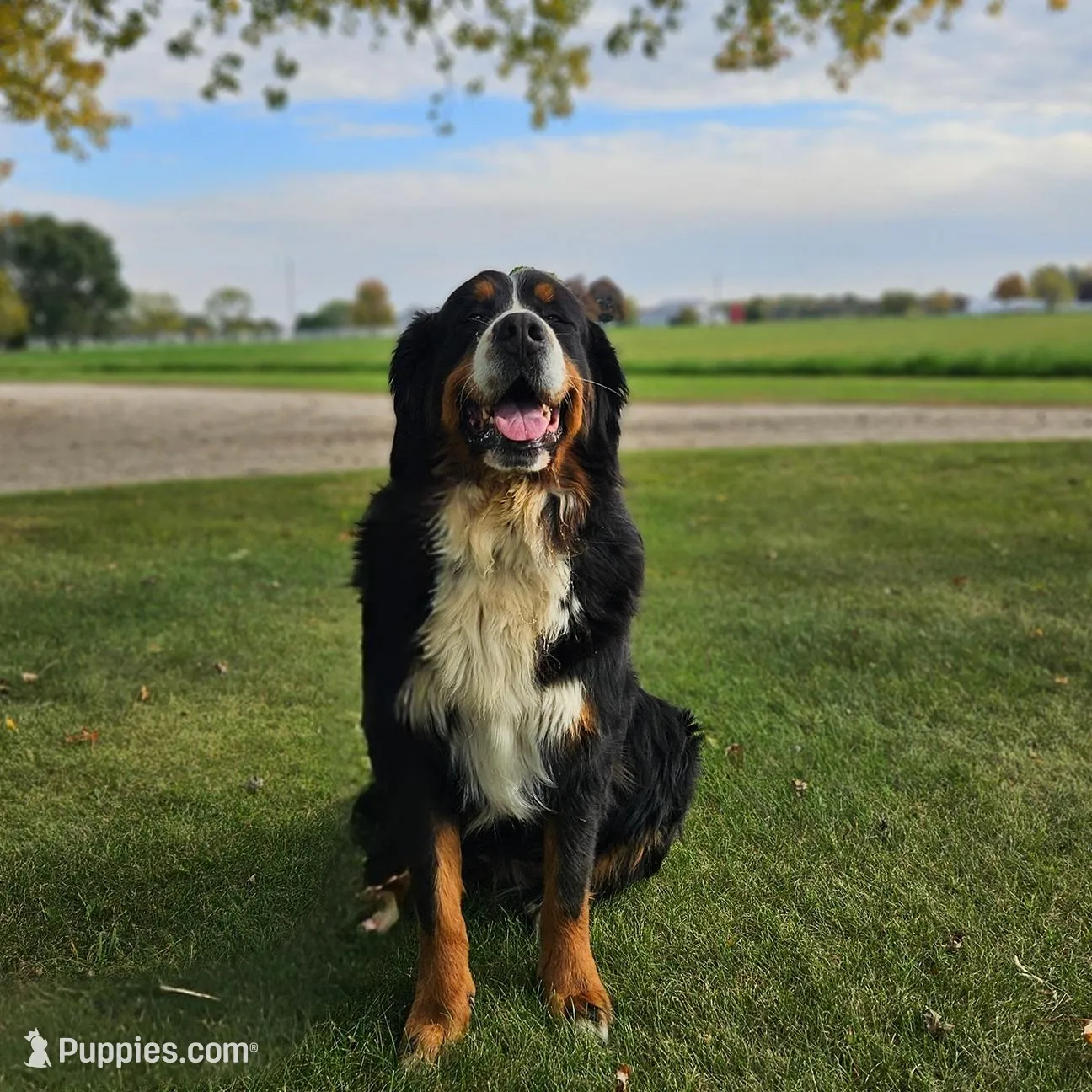 Reggie, a male Bernese Mountain Dog for sale in Goshen, IN – Photo 6 of 7
