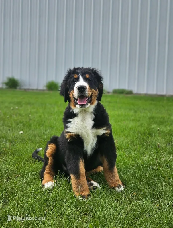 Reggie – Bernese Mountain Dog puppy for sale in Goshen, IN
