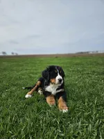 Reggie, a male Bernese Mountain Dog for sale in Goshen, IN – Photo 2 of 7