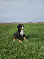 Reggie, a male Bernese Mountain Dog for sale in Goshen, IN – Photo 4 of 7