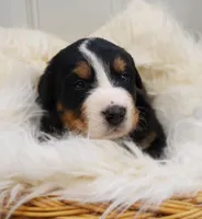 Reggie, a male Bernese Mountain Dog for sale in Goshen, IN – Photo 1 of 2