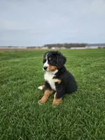 Reggie, a male Bernese Mountain Dog for sale in Goshen, IN – Photo 5 of 7