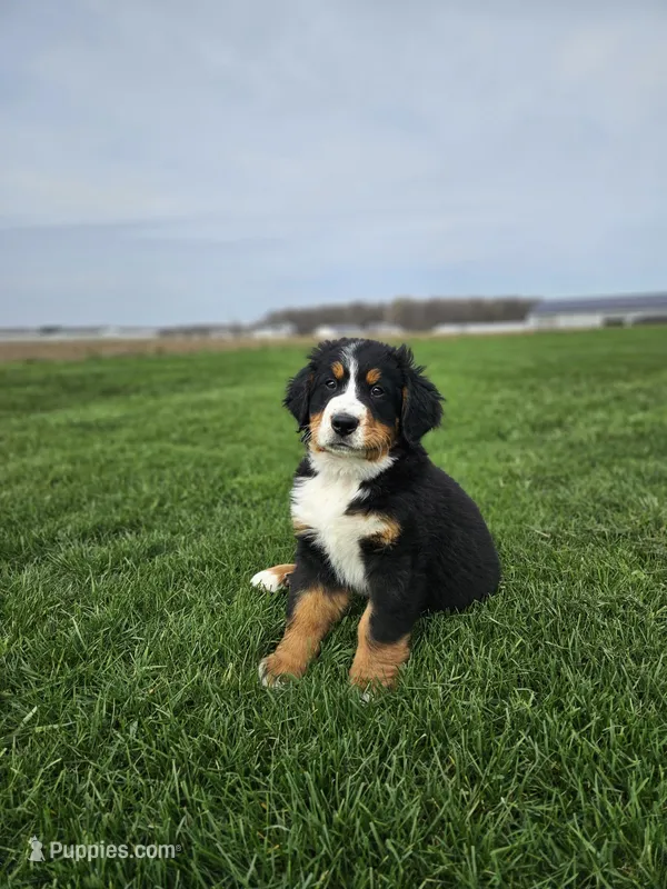 Reggie – Bernese Mountain Dog puppy for sale in Goshen, IN