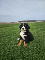 Reggie, a male Bernese Mountain Dog for sale in Goshen, IN – Photo 1 of 7