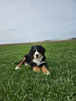 Reggie, a male Bernese Mountain Dog for sale in Goshen, IN – Photo 3 of 7