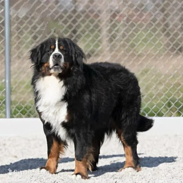 Reggie, a male Bernese Mountain Dog for sale in Goshen, IN – Photo 7 of 7