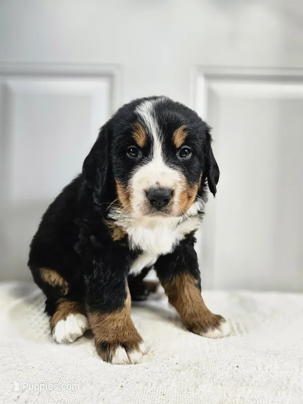 Reggie – Bernese Mountain Dog puppy for sale in Goshen, IN