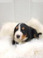 Reggie, a male Bernese Mountain Dog for sale in Goshen, IN – Photo 2 of 2