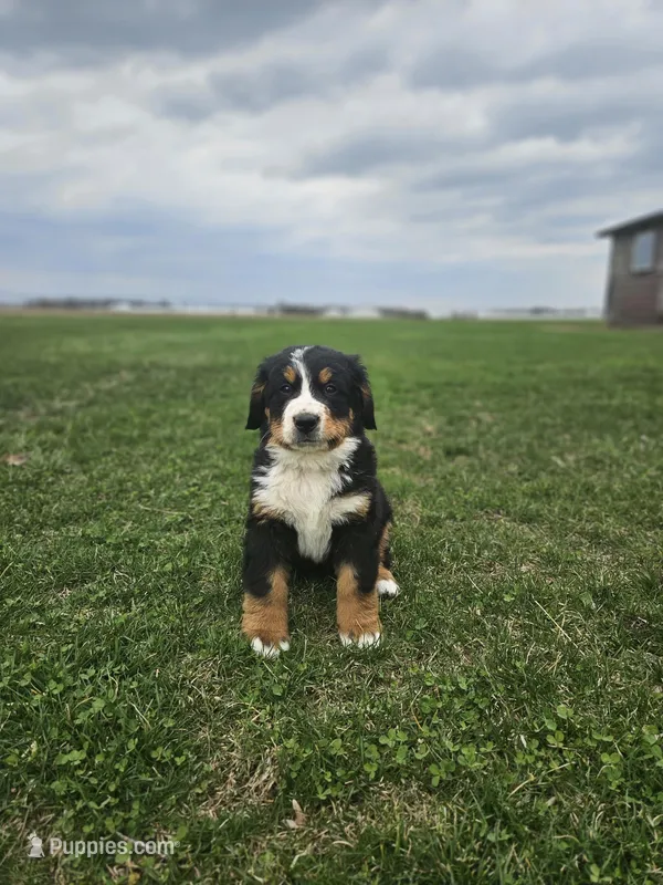 Reggie – Bernese Mountain Dog puppy for sale in Goshen, IN