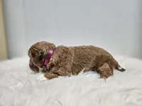 F1B Emma , a female Poodle - Miniature  and Miniature Goldendoodle for sale in Goshen, IN – Photo 6 of 8