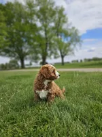 F1B Emma , a female Poodle - Miniature  and Miniature Goldendoodle for sale in Goshen, IN – 6 of 10