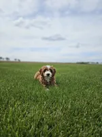 F1B Emma , a female Poodle - Miniature  and Miniature Goldendoodle for sale in Goshen, IN – 2 of 10