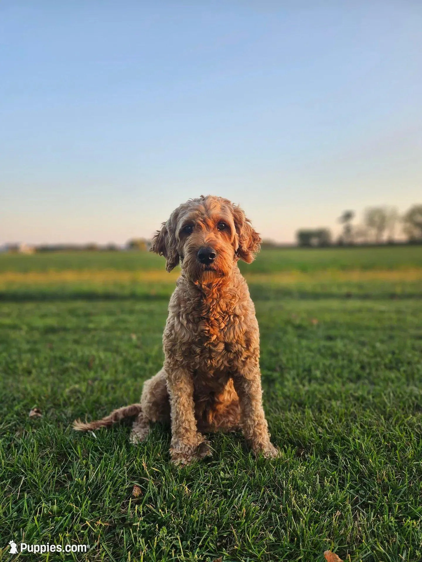 F1B Emma , a female Poodle - Miniature  and Miniature Goldendoodle for sale in Goshen, IN – 9 of 10