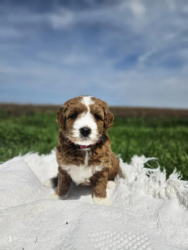 F1B Emma  – Poodle - Miniature , Miniature Goldendoodle puppy for sale in Goshen, IN