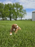 F1B Emma , a female Poodle - Miniature  and Miniature Goldendoodle for sale in Goshen, IN – 4 of 10