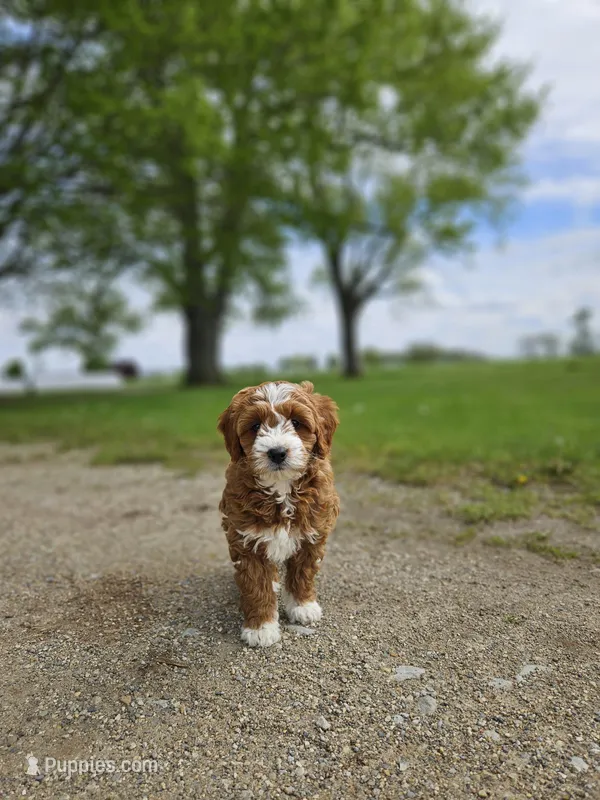 F1B Emma  – Poodle - Miniature , Miniature Goldendoodle puppy for sale in Goshen, IN