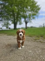 F1B Emma , a female Poodle - Miniature  and Miniature Goldendoodle for sale in Goshen, IN – 1 of 10
