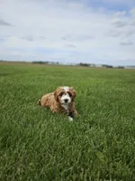 F1B Emma , a female Poodle - Miniature  and Miniature Goldendoodle for sale in Goshen, IN – 5 of 10