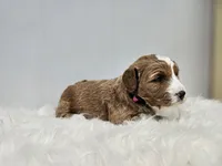 F1B Emma , a female Poodle - Miniature  and Miniature Goldendoodle for sale in Goshen, IN – Photo 4 of 8